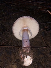 Amanita brunneolocularis