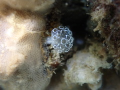 Eudistoma