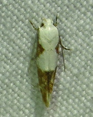 Mompha circumscriptella