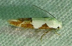 Mompha circumscriptella