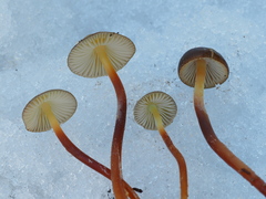 Mycena nivicola