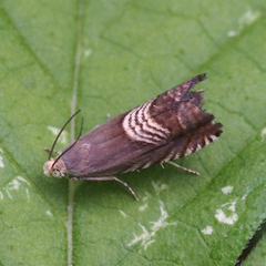Grapholita delineana
