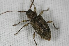 Astylidius parvus