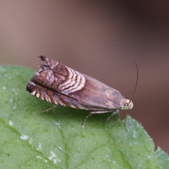 Grapholita delineana