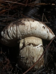 Tylopilus indecisus