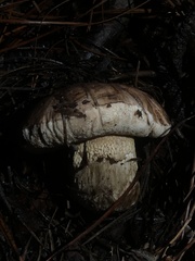 Tylopilus indecisus