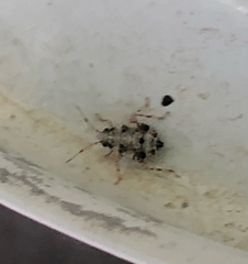 Deraeocoris lutescens