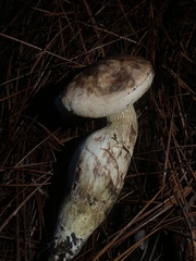 Tylopilus indecisus