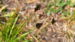 Carex ebenea