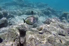 Ctenochaetus striatus