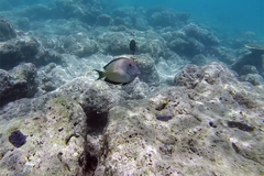 Ctenochaetus striatus