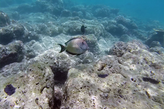 Ctenochaetus striatus