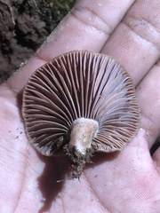 Lactarius subpurpureus