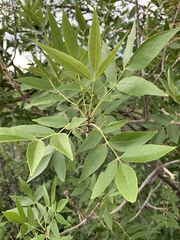 Fraxinus pennsylvanica