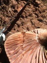 Lactarius subpurpureus