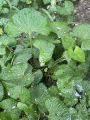 Viola
