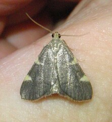 Hypsopygia olinalis