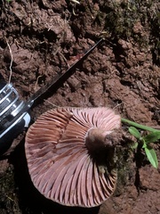 Lactarius subpurpureus