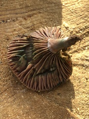 Lactarius subpurpureus