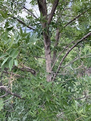 Fraxinus pennsylvanica