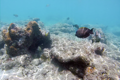 Ctenochaetus striatus