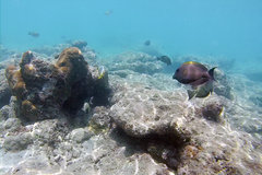 Ctenochaetus striatus