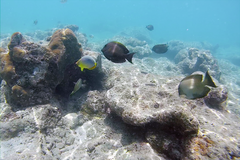 Ctenochaetus striatus