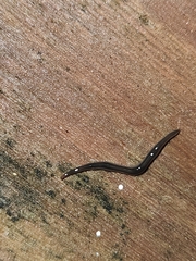 Kontikia ventrolineata