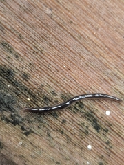 Kontikia ventrolineata