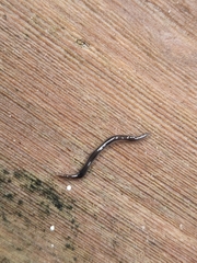 Kontikia ventrolineata