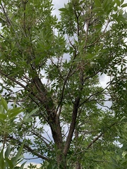 Fraxinus pennsylvanica