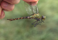 Anax concolor