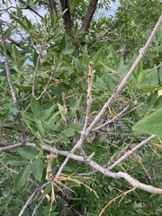 Fraxinus pennsylvanica