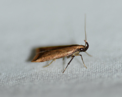 Dichomeris heriguronis