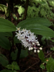 Maianthemum scilloideum