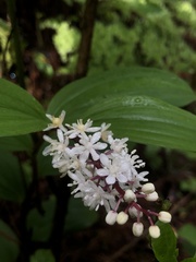 Maianthemum scilloideum