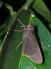 Eutychide asema