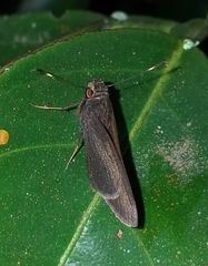 Eutychide asema