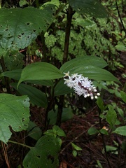 Maianthemum scilloideum