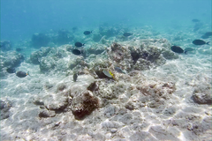 Acanthurus nigricauda