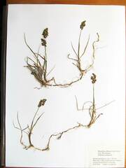 Anthoxanthum glabrum