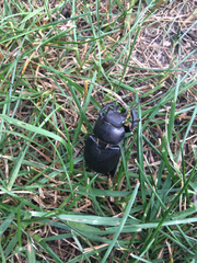 Lucanus placidus