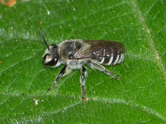 Colletes latitarsis