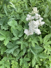 Filipendula ulmaria