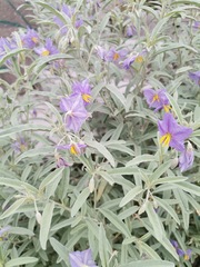 Solanum elaeagnifolium