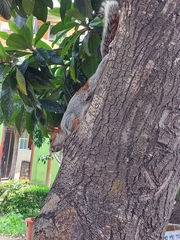 Sciurus aureogaster