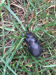 Lucanus placidus