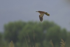 Ixobrychus eurhythmus