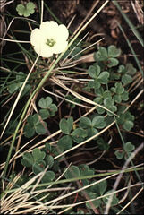 Oxalis magellanica