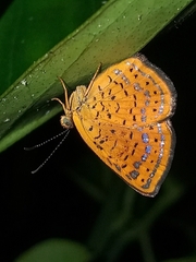 Calephelis laverna